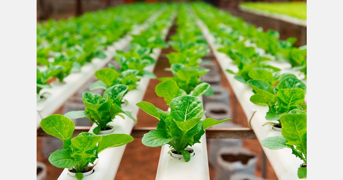 La hidroponía se consolida como solución para producir más con menos agua y...