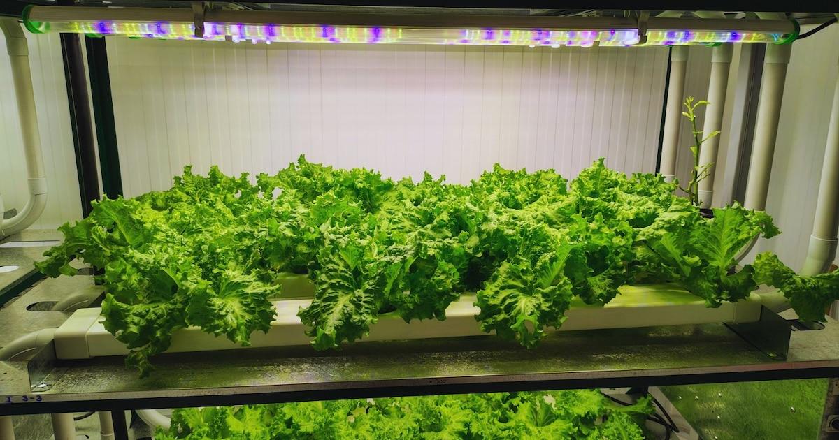 La hidroponía se consolida como solución para producir más con menos agua y...